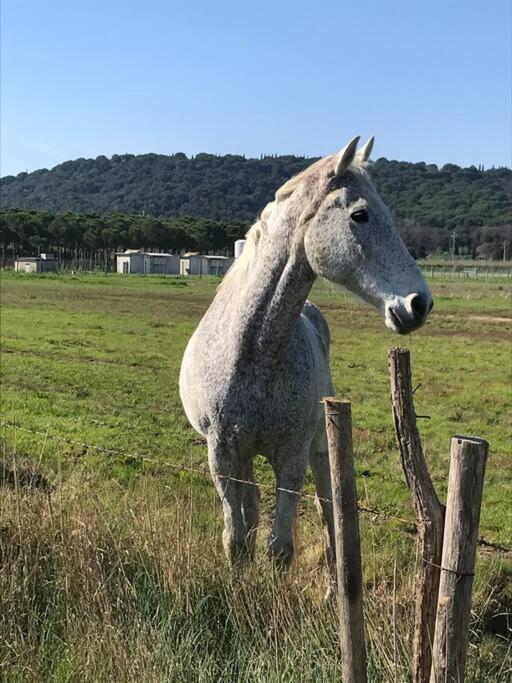 Agriturismo Il Sorbino - Appartamento Da Cocca Pian d'Alma Екстериор снимка